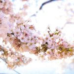 What the world's most beautiful cemeteries can teach us