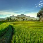 How drones are changing everything from art to agriculture