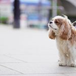 The unexpected gadgets making waves in the pet industry