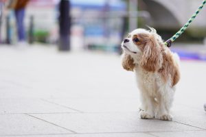 The unexpected gadgets making waves in the pet industry