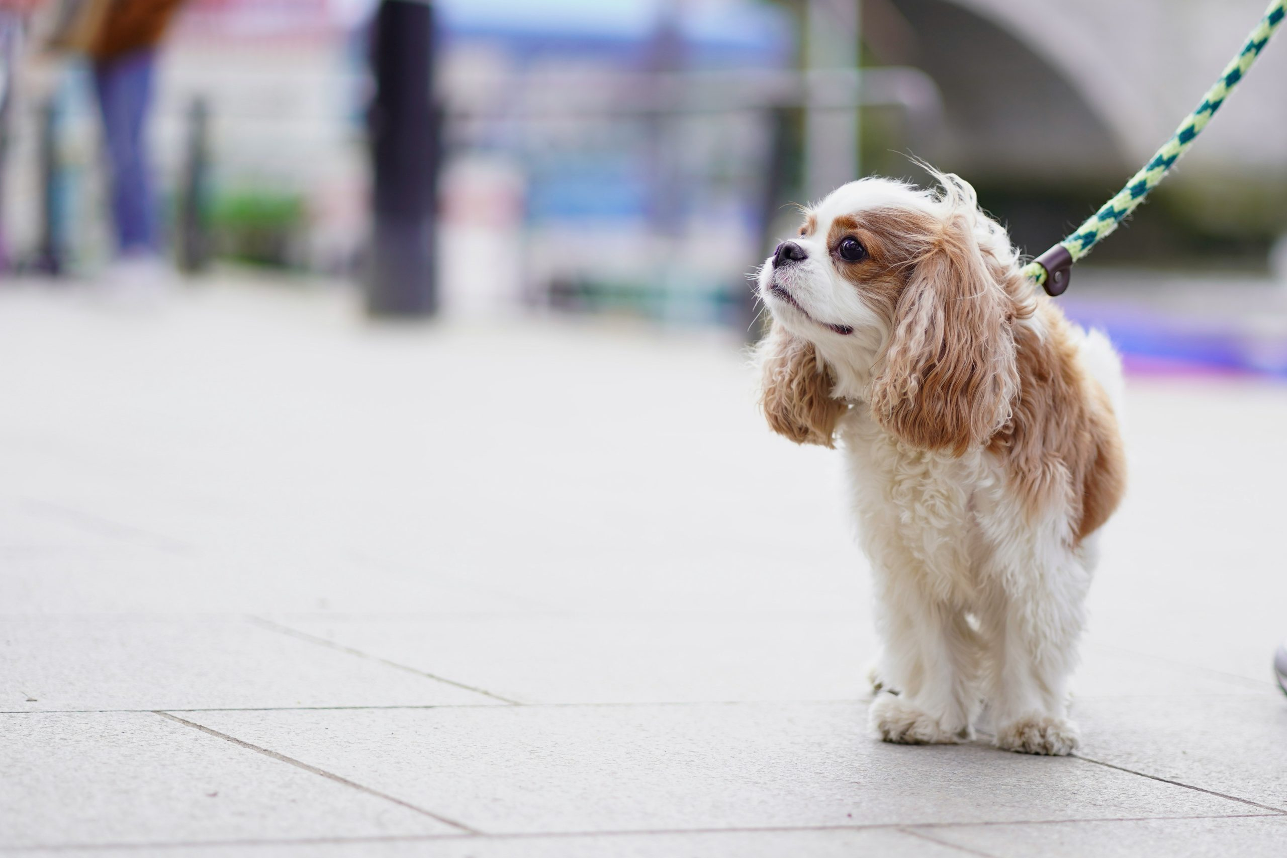 The unexpected gadgets making waves in the pet industry